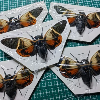 Ovi uzorci insekata uzorci cvrčaka DIY obrt djeca kognitivno učenje istraživanja hobi zbirka kućni ukras